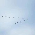 Unity and the Goose Story