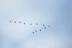 Unity and The Goose Story | Virtues for Life Unity and The Goose Story | Virtues for Life