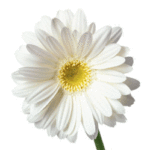 Thumbnail image for My Dear Friend and Hope, a Tribute
