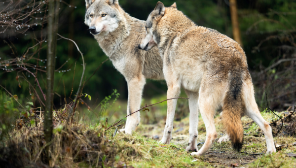 Native American Tale Two Wolves