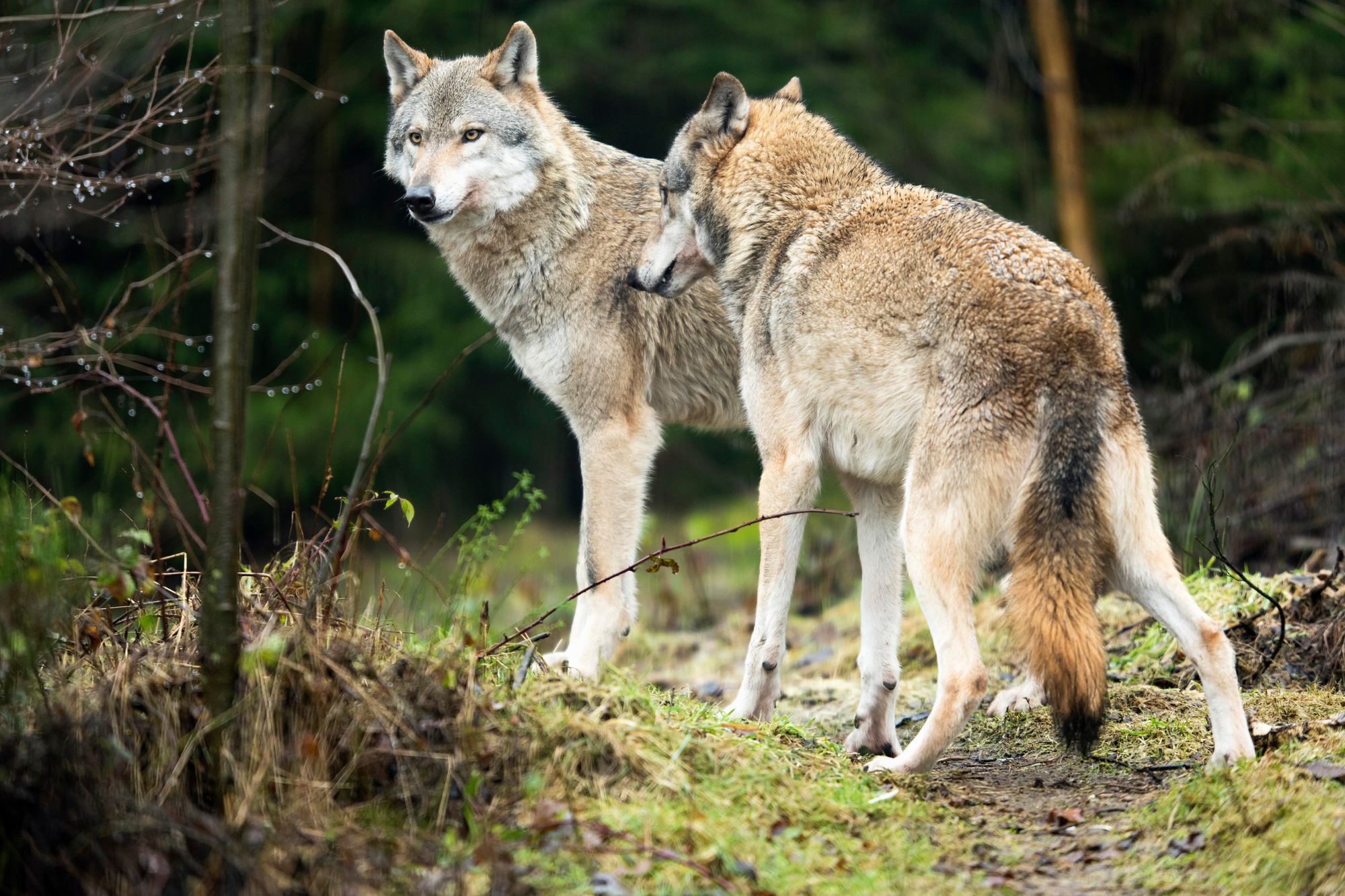 Native American Tale Two Wolves