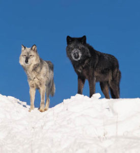 Two wolves