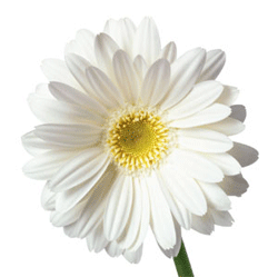 Daisy: My Friend's Favorite Flower