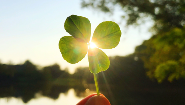 Lucky 4 leaf clover in the sunlight for positive mindset