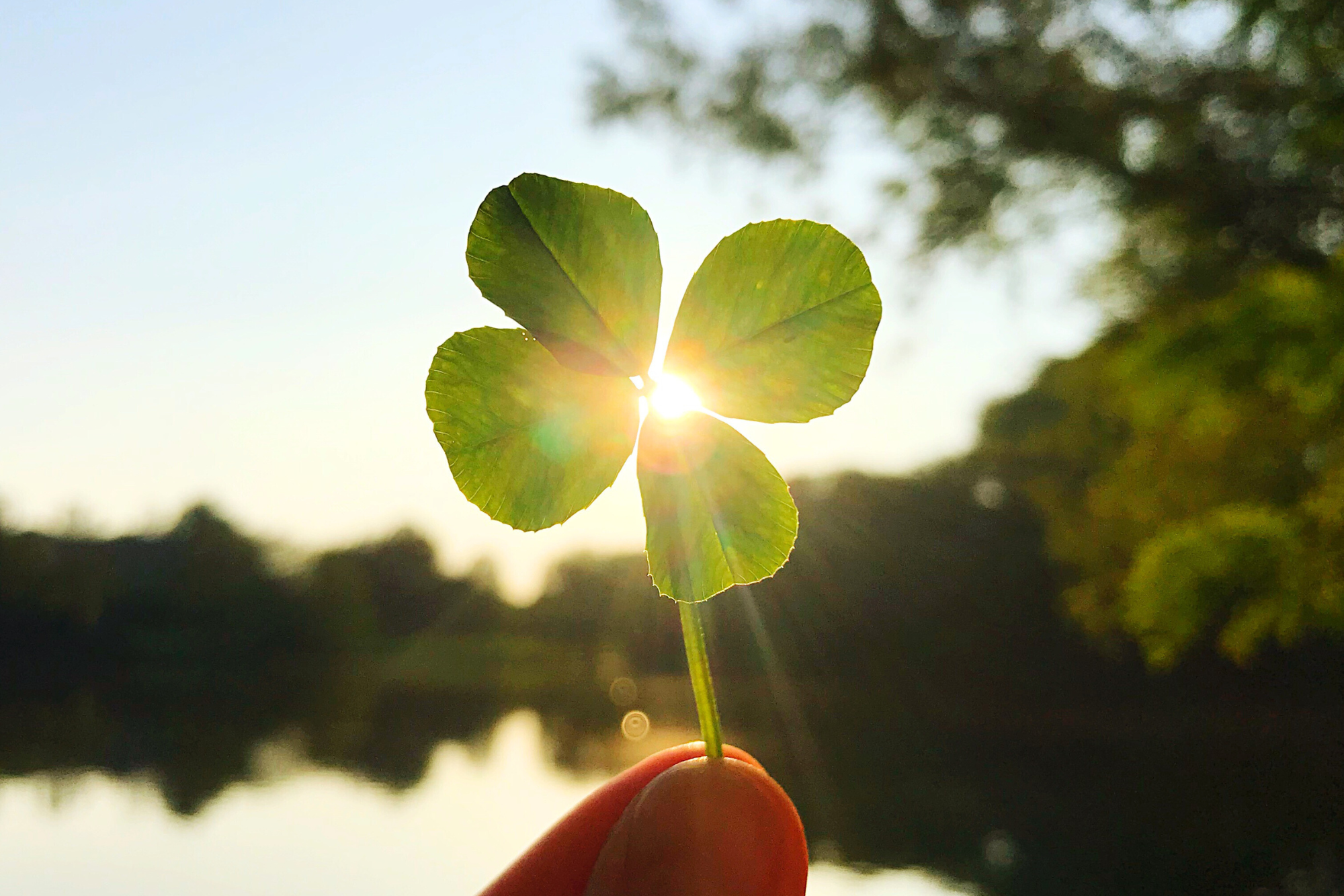 Lucky 4 leaf clover in the sunlight for positive mindset