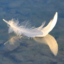 The Art of Gentleness